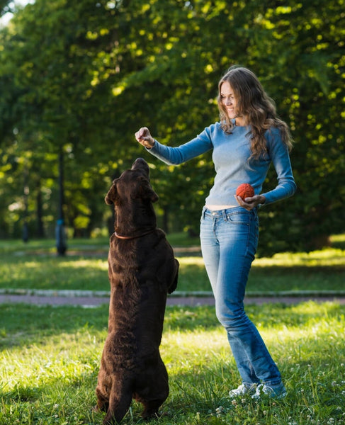 What to Look for in Healthy Dog Treats: A Kiwi Pet Owner’s Guide