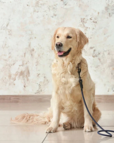 Best Treats and Toys for Labradors in New Zealand