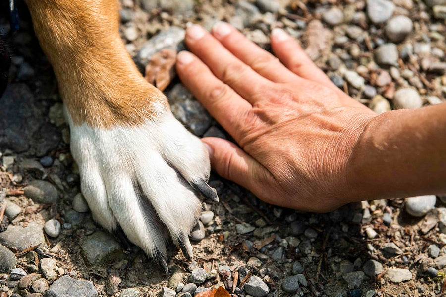 Why Dog Enrichment is So Important for Your Pup’s Health and Happiness
