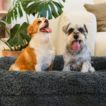 Load image into Gallery viewer, Brooklyn® Memory Foam Bolster Bed
